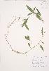  ( - AP295)  @11 [ ] Copyright (2009) Unspecified University of Guelph BIO Herbarium