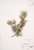  ( - AP347)  @11 [ ] Copyright (2009) Unspecified University of Guelph BIO Herbarium