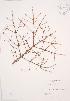  ( - JAG 0171)  @11 [ ] Copyright (2009) Unspecified University of Guelph BIO Herbarium