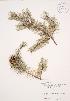  ( - JAG 0236)  @11 [ ] Copyright (2009) Unspecified University of Guelph BIO Herbarium