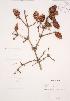  ( - JAG 0204)  @11 [ ] Copyright (2009) Unspecified University of Guelph BIO Herbarium