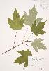  ( - JAG 0352)  @11 [ ] Copyright (2009) Unspecified University of Guelph BIO Herbarium