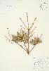  ( - AP263)  @11 [ ] Copyright (2009) Unspecified University of Guelph BIO Herbarium