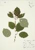  ( - AP265)  @11 [ ] Copyright (2009) Unspecified University of Guelph BIO Herbarium