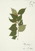  ( - AP267)  @11 [ ] Copyright (2009) Unspecified University of Guelph BIO Herbarium