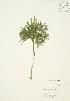  ( - AP429)  @11 [ ] Copyright (2009) Unspecified University of Guelph BIO Herbarium