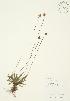 (Plantago - AP058)  @11 [ ] Copyright (2009) Unspecified University of Guelph BIO Herbarium