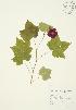  ( - AP138)  @11 [ ] Copyright (2009) Unspecified University of Guelph BIO Herbarium
