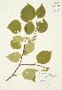  ( - JAG 0203)  @11 [ ] Copyright (2009) Unspecified University of Guelph BIO Herbarium