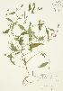  (Persicaria maculosa - JAG 0128)  @11 [ ] Copyright (2009) Unspecified University of Guelph BIO Herbarium