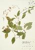  ( - JAG 0149)  @11 [ ] Copyright (2009) Unspecified University of Guelph BIO Herbarium