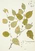 ( - JAG 0175)  @11 [ ] Copyright (2009) Unspecified University of Guelph BIO Herbarium