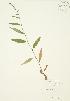  ( - JAG 0048)  @11 [ ] Copyright (2009) Unspecified University of Guelph BIO Herbarium