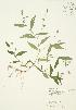  ( - JAG 0074)  @11 [ ] Copyright (2009) Unspecified University of Guelph BIO Herbarium