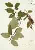  ( - JAG 0106)  @11 [ ] Copyright (2009) Unspecified University of Guelph BIO Herbarium