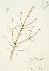  ( - JAG 0161)  @11 [ ] Copyright (2009) Unspecified University of Guelph BIO Herbarium