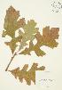  ( - JAG 0266)  @11 [ ] Copyright (2009) Unspecified University of Guelph BIO Herbarium