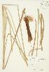  ( - JAG 0274)  @11 [ ] Copyright (2009) Unspecified University of Guelph BIO Herbarium