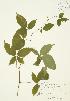  ( - JAG 0328)  @11 [ ] Copyright (2009) Unspecified University of Guelph BIO Herbarium