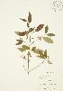  ( - JAG 0370)  @11 [ ] Copyright (2009) Unspecified University of Guelph BIO Herbarium