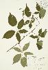  ( - JAG 0387)  @11 [ ] Copyright (2009) Unspecified University of Guelph BIO Herbarium