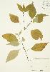  ( - JAG 0399)  @11 [ ] Copyright (2009) Unspecified University of Guelph BIO Herbarium