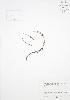  ( - RS186)  @11 [ ] Copyright (2009) Unspecified University of Guelph BIO Herbarium