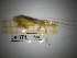  ( - ORTPL_1640)  @11 [ ] CreativeCommons Attribution (2025) Dept Invertebrate Zoology and Hydrobiology, University of Lodz University of Lodz
