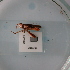  ( - ORTPL1000)  @11 [ ] CreativeCommons Attribution (2024) Dept Invertebrate Zoology and Hydrobiology, University of Lodz University of Lodz