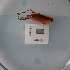  ( - ORTPL1036)  @11 [ ] CreativeCommons Attribution (2024) Dept Invertebrate Zoology and Hydrobiology, University of Lodz University of Lodz
