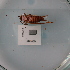  ( - ORTPL1060)  @11 [ ] CreativeCommons Attribution (2024) Dept Invertebrate Zoology and Hydrobiology, University of Lodz University of Lodz