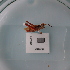  ( - ORTPL1080)  @11 [ ] CreativeCommons Attribution (2024) Dept Invertebrate Zoology and Hydrobiology, University of Lodz University of Lodz