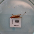  ( - ORTPL1120)  @11 [ ] CreativeCommons Attribution (2024) Dept Invertebrate Zoology and Hydrobiology, University of Lodz University of Lodz