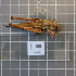  ( - ORTPL1129)  @11 [ ] CreativeCommons Attribution (2024) Dept Invertebrate Zoology and Hydrobiology, University of Lodz University of Lodz