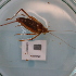  ( - ORTPL1136)  @11 [ ] CreativeCommons Attribution (2024) Dept Invertebrate Zoology and Hydrobiology, University of Lodz University of Lodz