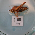  ( - ORTPL1142)  @11 [ ] CreativeCommons Attribution (2024) Dept Invertebrate Zoology and Hydrobiology, University of Lodz University of Lodz