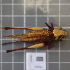  ( - ORTPL1159)  @11 [ ] CreativeCommons Attribution (2024) Dept Invertebrate Zoology and Hydrobiology, University of Lodz University of Lodz