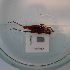  ( - ORTPL1162)  @11 [ ] CreativeCommons Attribution (2024) Dept Invertebrate Zoology and Hydrobiology, University of Lodz University of Lodz