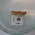  ( - ORTPL1183)  @11 [ ] CreativeCommons Attribution (2024) Dept Invertebrate Zoology and Hydrobiology, University of Lodz University of Lodz