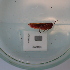  ( - ORTPL1212)  @11 [ ] CreativeCommons Attribution (2024) Dept Invertebrate Zoology and Hydrobiology, University of Lodz University of Lodz