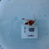  ( - ORTPL1248)  @11 [ ] CreativeCommons Attribution (2024) Dept Invertebrate Zoology and Hydrobiology, University of Lodz University of Lodz