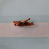  ( - ORTPL1249)  @11 [ ] CreativeCommons Attribution (2024) Dept Invertebrate Zoology and Hydrobiology, University of Lodz University of Lodz