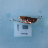  ( - ORTPL1310)  @11 [ ] CreativeCommons Attribution (2024) Dept Invertebrate Zoology and Hydrobiology, University of Lodz University of Lodz