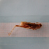  ( - ORTPL1320)  @11 [ ] CreativeCommons Attribution (2024) Dept Invertebrate Zoology and Hydrobiology, University of Lodz University of Lodz