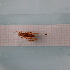  ( - ORTPL1326)  @11 [ ] CreativeCommons Attribution (2024) Dept Invertebrate Zoology and Hydrobiology, University of Lodz University of Lodz