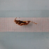  ( - ORTPL1327)  @11 [ ] CreativeCommons Attribution (2024) Dept Invertebrate Zoology and Hydrobiology, University of Lodz University of Lodz