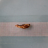  ( - ORTPL1328)  @11 [ ] CreativeCommons Attribution (2024) Dept Invertebrate Zoology and Hydrobiology, University of Lodz University of Lodz