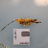  ( - ORTPL1373)  @11 [ ] CreativeCommons Attribution (2024) Dept Invertebrate Zoology and Hydrobiology, University of Lodz University of Lodz
