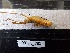  ( - ORTPL_781)  @11 [ ] CreativeCommons Attribution (2024) Dept Invertebrate Zoology and Hydrobiology, University of Lodz University of Lodz