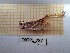  ( - ORTPL_787)  @11 [ ] CreativeCommons Attribution (2024) Dept Invertebrate Zoology and Hydrobiology, University of Lodz University of Lodz
